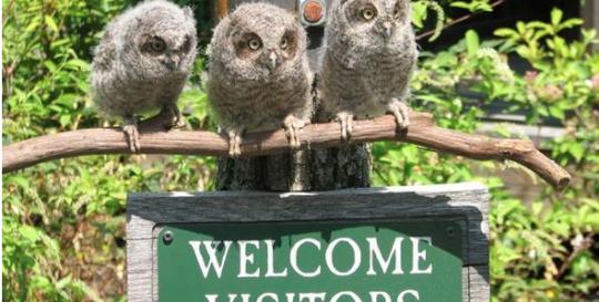 Balsam Mountain Preserve NC Screech Owls