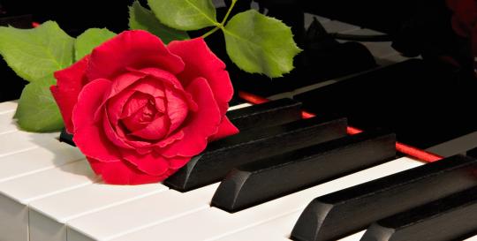 Piano Red Rose